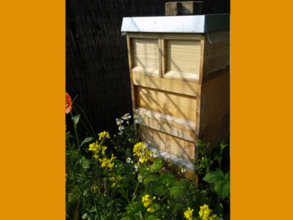 ...die von unserem eigenen Bienenvolk für leckeren Otto-Honig angeflogen werden.